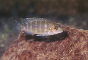 Tropheops sp. 'Taiwan'